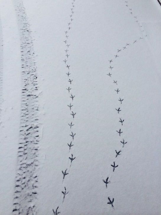 雪上的鸟足迹，真可爱！