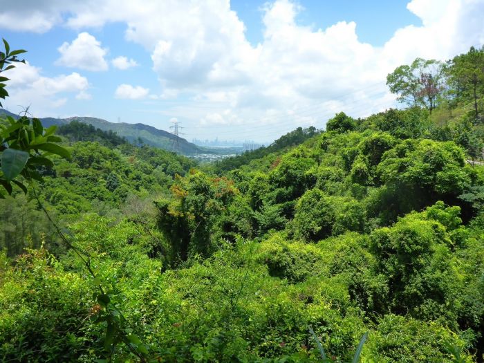 深井-大榄自然教育径-吉庆桥-伯公坳-大棠荔枝园