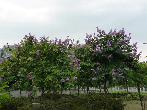 大叶紫薇观赏特性图片