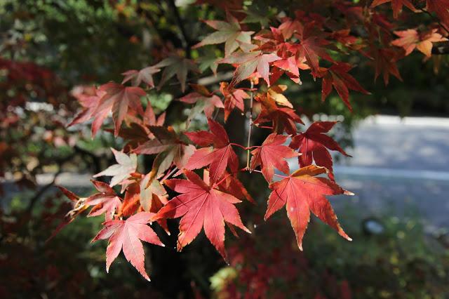 九州紅葉景點攻略情報前線福岡博多大濠公園福岡城舞鶴公園長崎雲仙岳由布院溫泉大分縣熊本城金鱗湖高千穗峽seewide