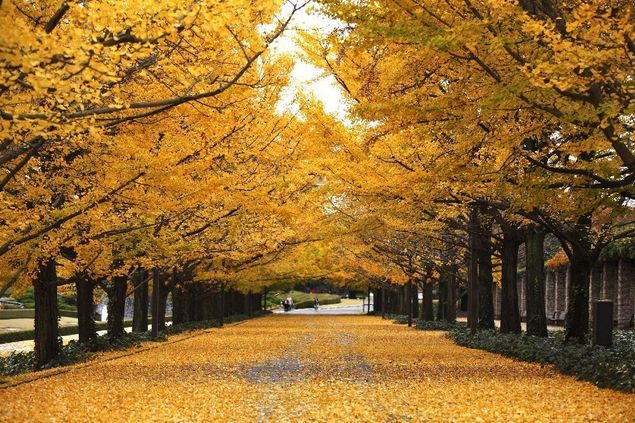 東京攻略紅葉銀杏景點国営國營昭和記念公園11月最佳觀賞期3月有櫻花官網鬱金香可眺望富士山景seewide