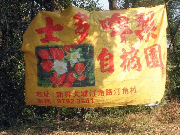 大埔大尾督士多啤梨園自摘園