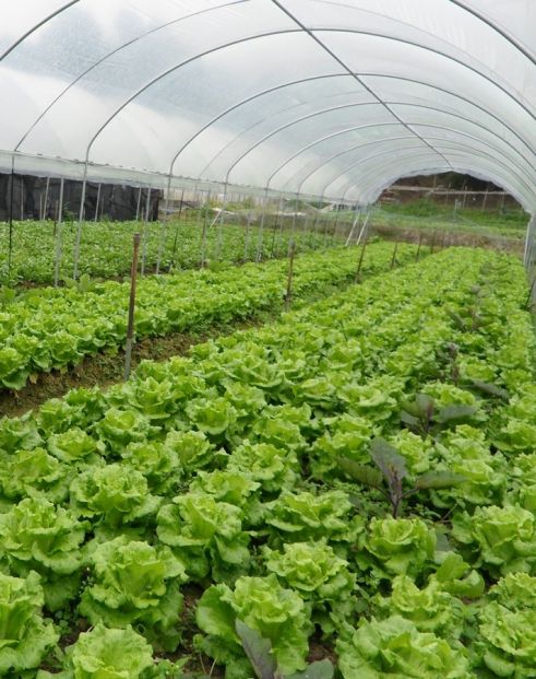 香港有機農場 Hong Kong Organic Farm