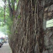 科士街石牆樹