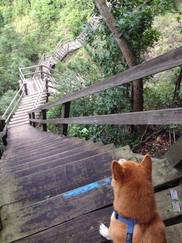 昂坪棧道 (昂坪360救援徑)