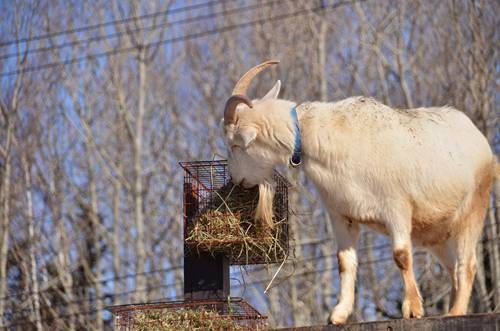 北海道旭山動物園