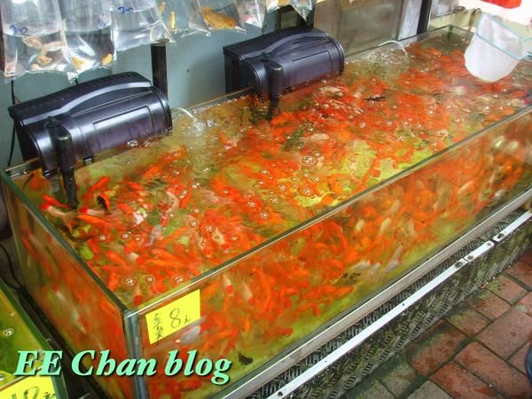 金魚街 (通菜街)