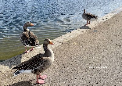 Kensington Gardens(倫敦)